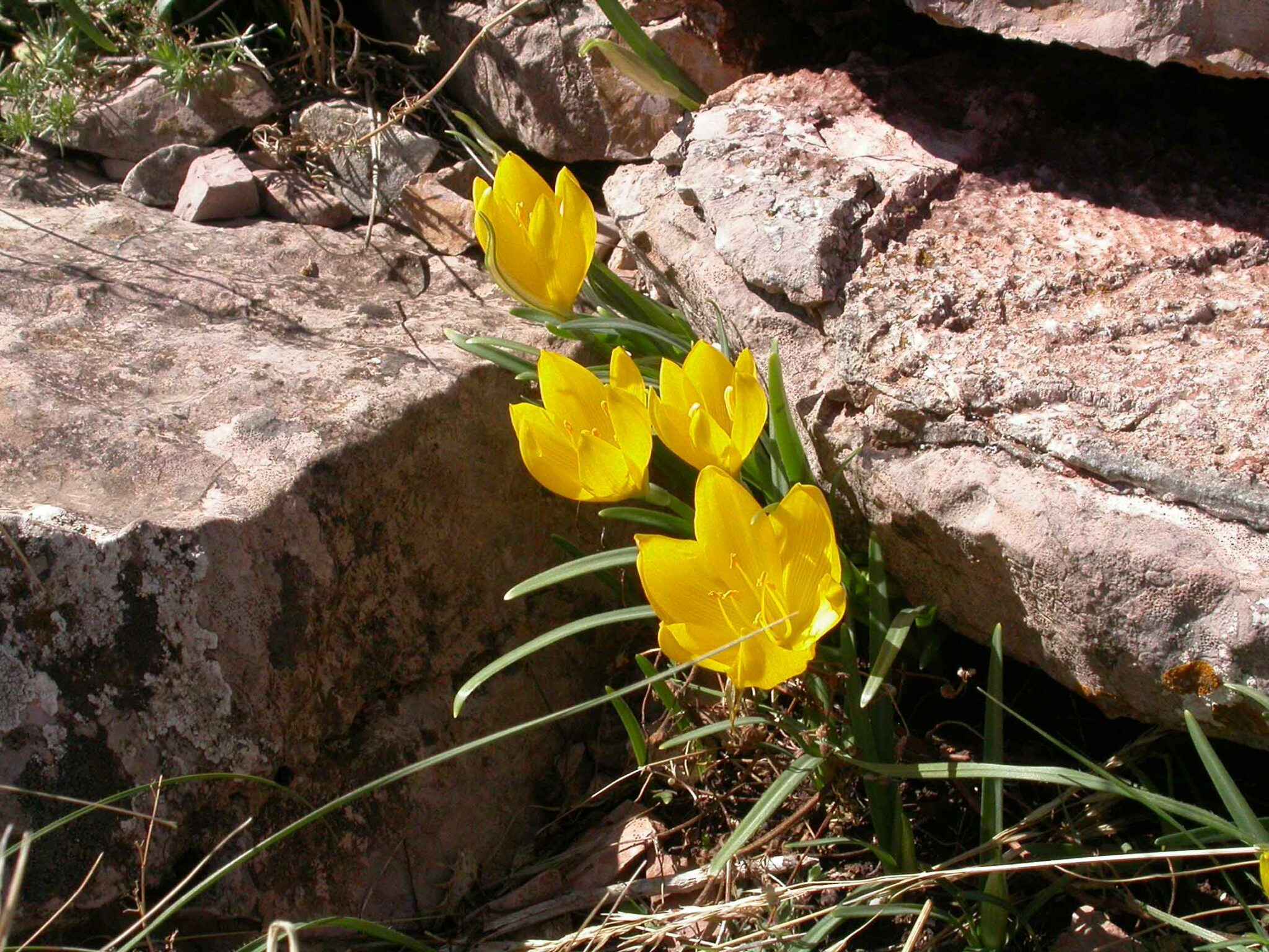 Fiori e Piante del Monte